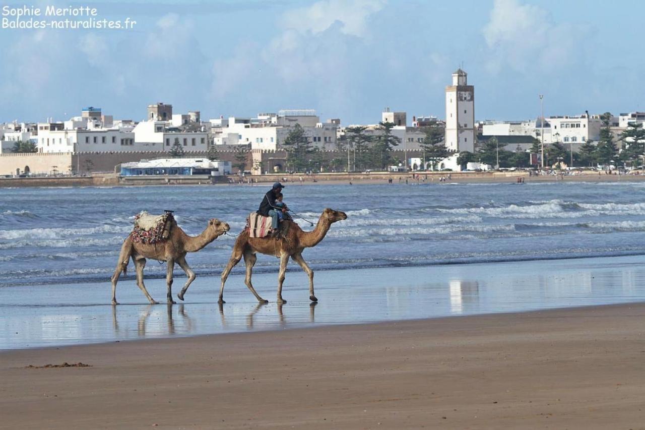 Appartement Essaouira Proche De La Mer Eksteriør billede